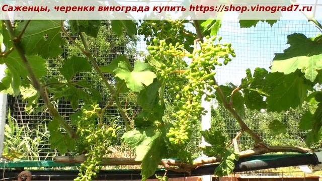 Виноград Дарвика шедеверальные грозди прошлого сезона.. смотрите какое у нее оплодотворение и разме смотреть онлайн