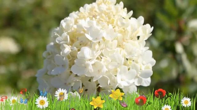 Гортензия метельчатая Бомбшелл ? Обзор: посадка и уход. крупномеры гортензии: описание и особенност смотреть онлайн