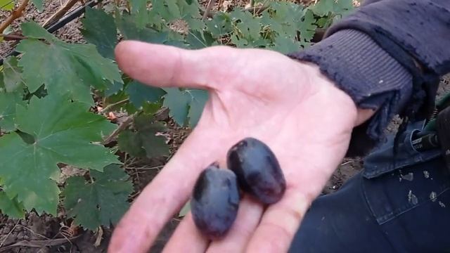 @Виноград Матадор селекции Калугина В М Отзыв винограде 2020 смотреть онлайн