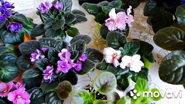 Как красиво цветут мои фиалки.