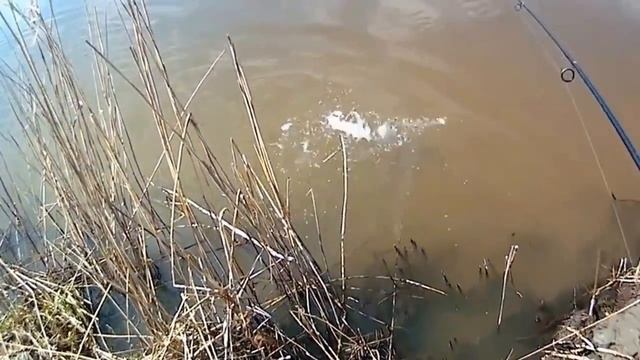 ЖЕРЕХ на базе "Рыбоход"Клев как из пулемета.#астраханьэторыбалка#рыбалкавастрахани смотреть онлайн