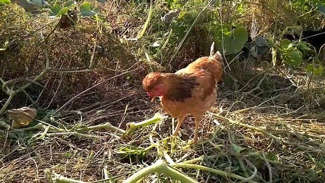 ЧТО ЕДЯТ КУРЫ? Тыква для ЦЫПЛЯТ смотреть онлайн