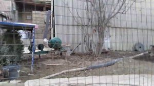 #Как определить #самку от самца #куропатки #кеклик