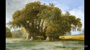 5 самых старых деревьев на ПЛАНЕТЕ