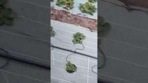 НСД  сорта клубники * Альтесс,, Ширано, Сизоже, Ания * должны расти у каждого. тел. 89038367533.