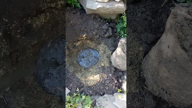 #Shorts/Посадка сосны Крымской/#Shorts/Planting Crimean pine смотреть онлайн