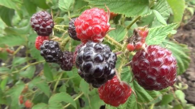 Черная #малина "Кумберленд". смотреть онлайн