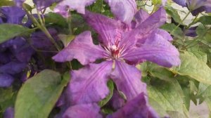 ? Клематис крупноцветковый сорта ‘Джипси Куин‘ группы Жакмана. Clematis ‘Gipsy Queen’