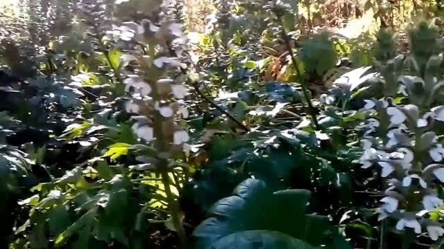 planta de acanto Acanthus mollis смотреть онлайн