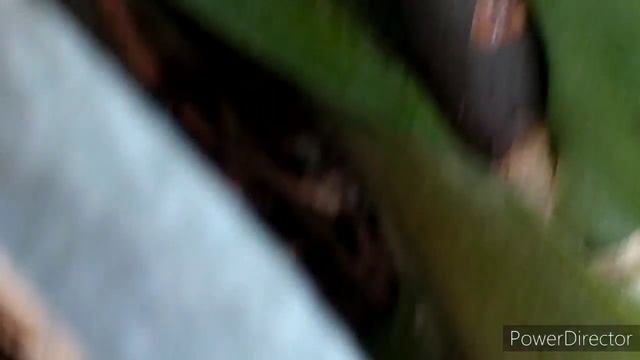 #Орхидеи# Щитовка# обработка??? смотреть онлайн