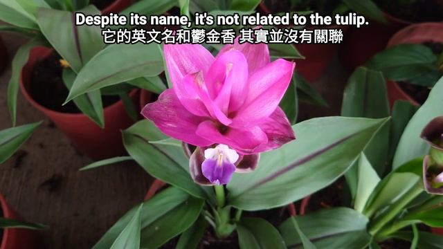 夏季鬱金香 薑荷花 暹羅鬱金香 Curcuma Alismatifolia / Siam Tulips / Summer Tulips смотреть онлайн