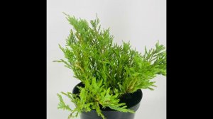 Можжевельник Грин Карпет. Почта-сад