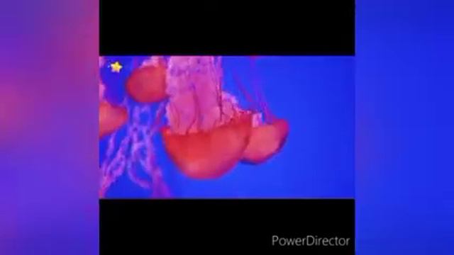 Суу жаныбарлары смотреть онлайн