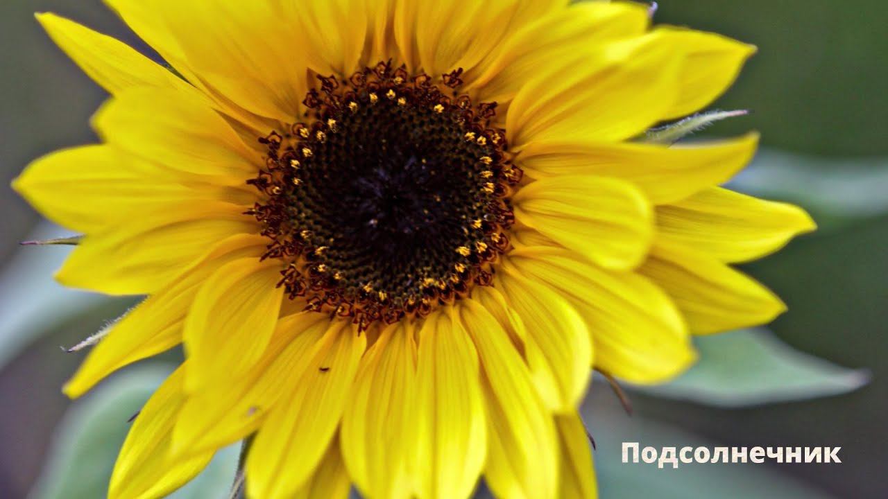 29. Фрукты и другие культурные растения. Часть 2 смотреть онлайн