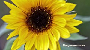 29. Фрукты и другие культурные растения. Часть 2