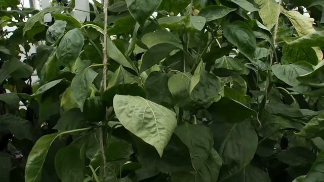 Сладкий перец «Кубок рубиновый» смотреть онлайн