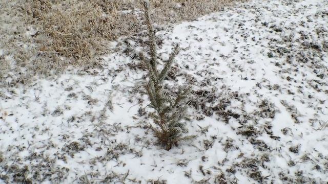 S3E4 - Thar be a blizzard on the way (Winter Storm Warning) And How are our tree Seedlings doing? смотреть онлайн