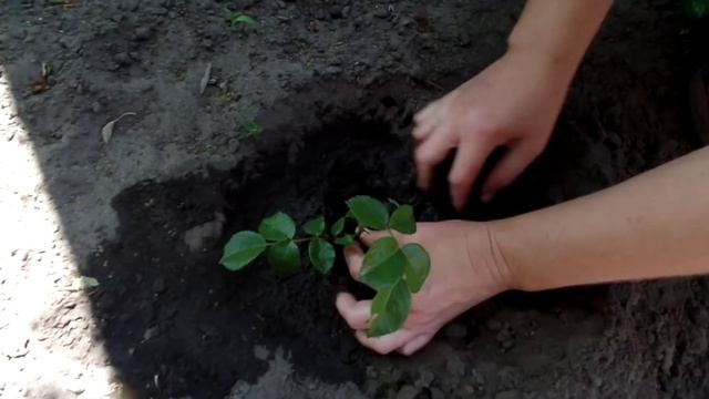 Выращивание роз из черенков смотреть онлайн
