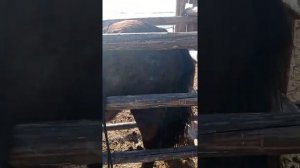 Таврение лошадей горячим методом. Подготовка, оборудование.