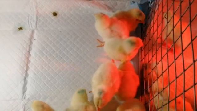 Purina vs ОКЗ (Оренгбургский комбикормовый завод).