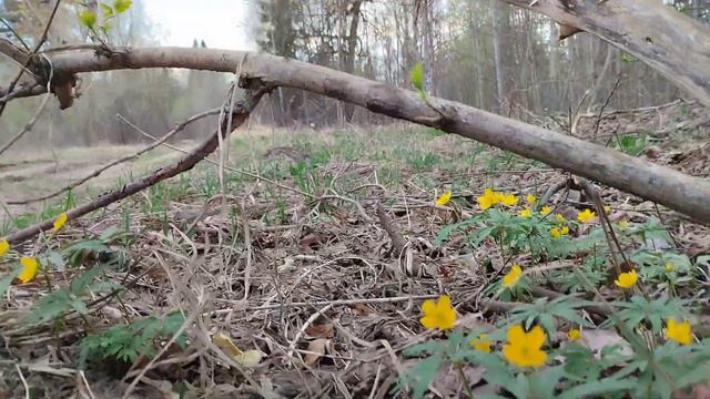 первоцветы в весеннем лесу смотреть онлайн