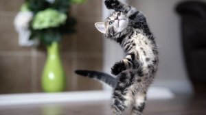 Смешные видео с животными! Видео приколы с котиками и собаками 2022 №14