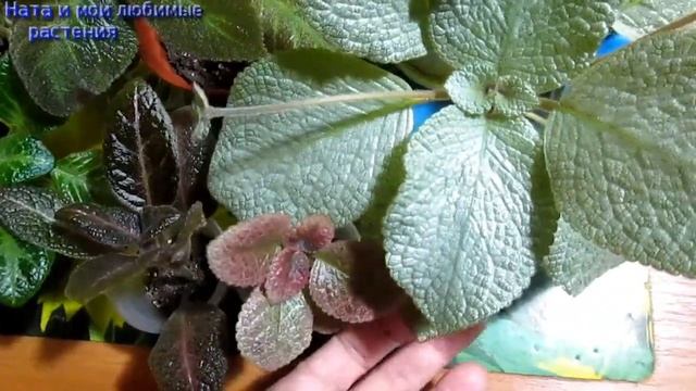 Для любителей эписций// Эписции вас не разочаруют , если ... смотреть онлайн