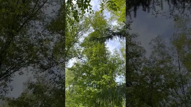 Представляете это город Санкт-Петербург !? смотреть онлайн