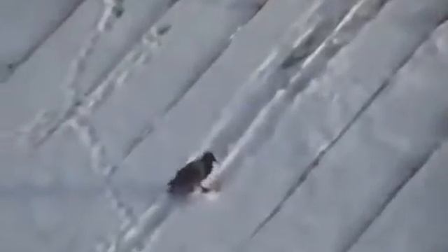 Умная ворона катается по крыше, как на санках смотреть онлайн