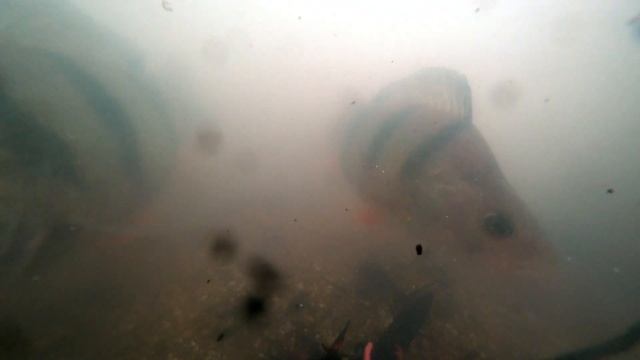 Pole Cupping RED SQUAT Fish React Underwater View смотреть онлайн