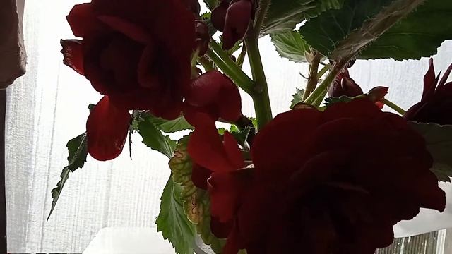 Выращена из семян клубневая бегония. смотреть онлайн