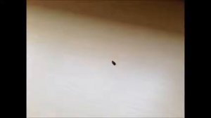Как избавиться от сливного Мух