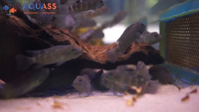 ?Aquass - Цихлида львиноголовая Рыба-Казуар смотреть онлайн