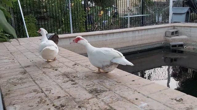 How to identify male and female Muscovy Ducks смотреть онлайн