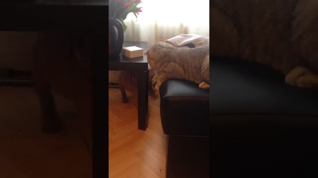 Английский бульдог ЧАК С Шотландцем ПОТАПОМ смотреть онлайн