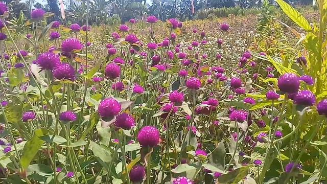 The Gomphrema & Celosia Flowers farm 😰|Realene Francisco смотреть онлайн