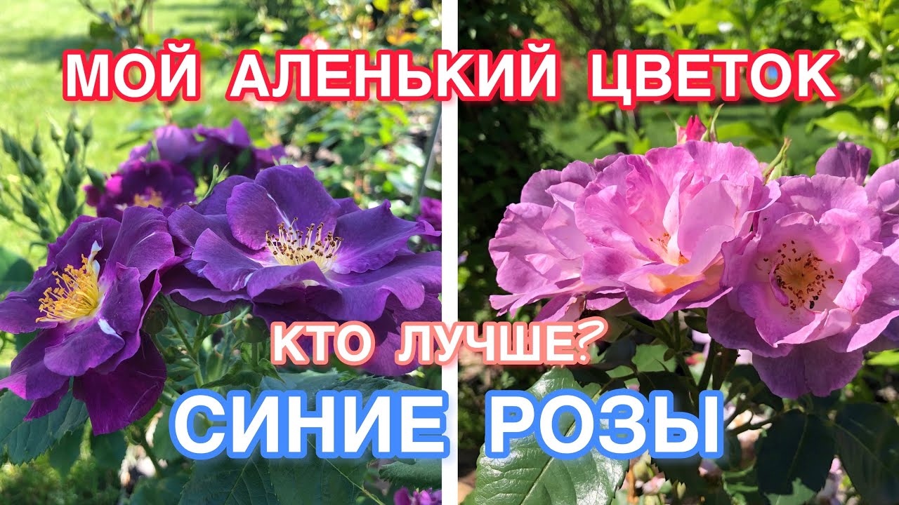 Кого выбрать Розы Рапсоди ин Блю или Блю фо ю Rhapsody in Blue, Blue for you ?? смотреть онлайн