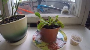 Цветок ест муху