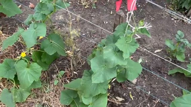 1 Раз под огурцы в неделю. А урожай ведрами ежедневно Это продлит срок сбора урожая и озеленит плет смотреть онлайн
