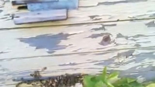 украинская степная,бакфаст и карника в испытании развития и медопродуктивности, лето2014 смотреть онлайн