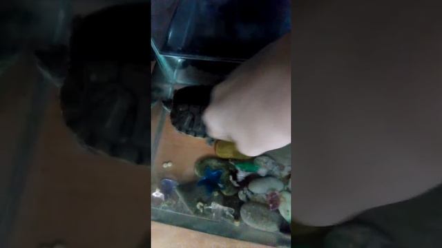 Замкнутую черепаху забил безумный бомж рукой в угол смотреть онлайн