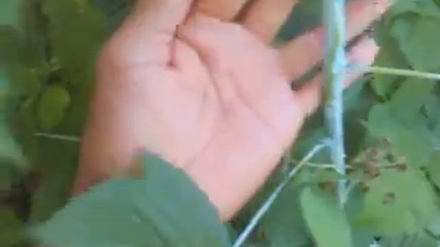 Ежемалина . Ч-3 смотреть онлайн