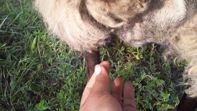 Когда овца должна окотиться?Признаки беременности и приближения родов у овец смотреть онлайн