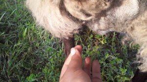 Когда овца должна окотиться?Признаки беременности и приближения родов у овец