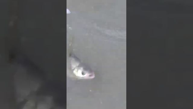 Ахтуба. Октябрь 2022 года. База Слобода. Харабали.