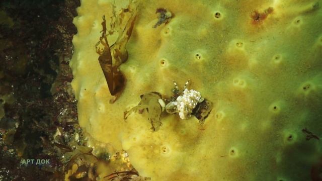 Дальний Восток. Магадан. Охотское море. Nature of Russia. смотреть онлайн