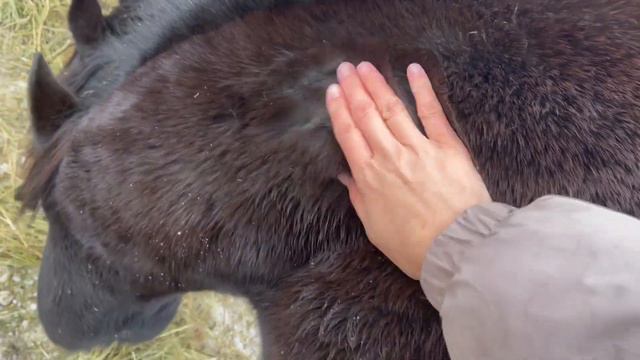 ЖИЗНЬ В ДЕРЕВНЕ\БУДНИ ФЕРМЕРОВ\НАЧАЛО ЗИМЫ смотреть онлайн