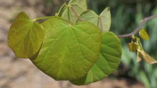 Plant Portrait - Redbud (Cercis Canadensis)