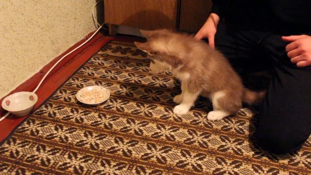 Дрессировка щенка Хаски. Рич 2 месяца смотреть онлайн