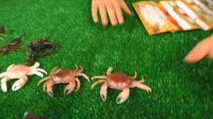 СКОРПИОНЫ и ко КРАБЫ и ко Деагостини ВСЯ КОЛЛЕКЦИЯ